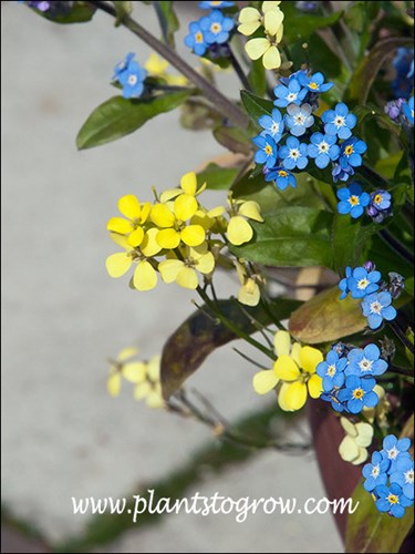Lemon Zest Wallflower growing with Early Blue Birds For-Get-Me-Not.